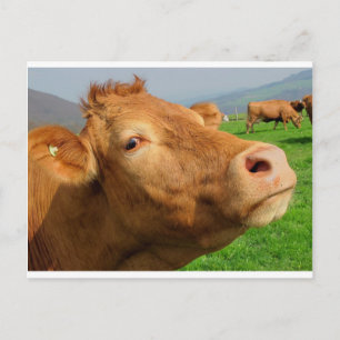 CARTE POSTALE TÊTE DE VACHE