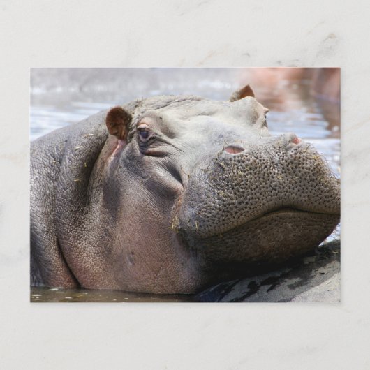 Carte Postale Tête d'hippopotame (Devant)