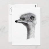 CARTE POSTALE TÊTE D'OSTRICH À PENCIL : ART : RÉALISME (Devant / Derrière)
