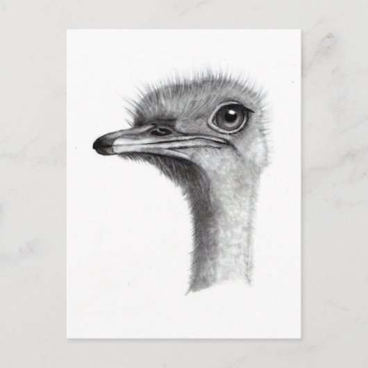 CARTE POSTALE TÊTE D'OSTRICH À PENCIL : ART : RÉALISME (Devant)