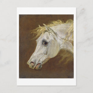 Carte Postale Tête d'un cheval Arabe gris (huile sur la toile