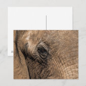 Carte Postale Tête d'un éléphant (Devant / Derrière)