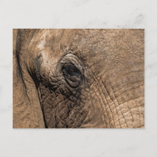 Carte Postale Tête d'un éléphant