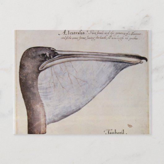 Carte Postale Tête d'un pélican Brown (Devant)