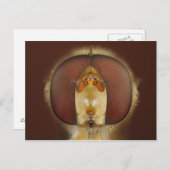 Carte Postale Tête et yeux composés d'une mouche (Devant / Derrière)