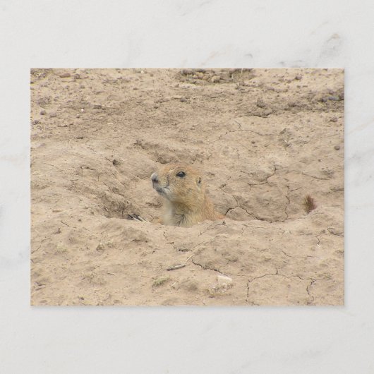 Carte Postale Tête Hors De Burrow (Devant)