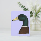 Carte Postale Tête Mallard Drake (Debout devant)