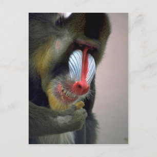 Carte Postale Tête Mandrill