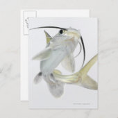 Carte Postale Tete poisson de mer (Hexanematichthys seemanni) (Devant / Derrière)