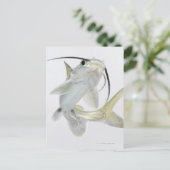 Carte Postale Tete poisson de mer (Hexanematichthys seemanni) (Debout devant)