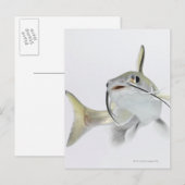 Carte Postale Tete poisson de mer (Hexanematichthys seemanni) 2 (Devant / Derrière)