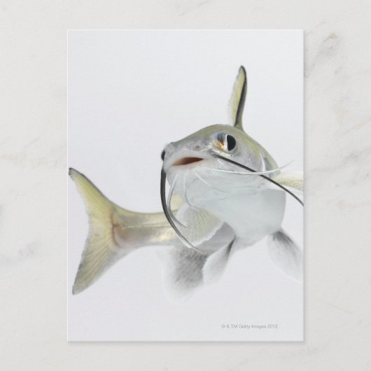 Carte Postale Tete poisson de mer (Hexanematichthys seemanni) 2 (Devant)