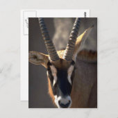 Carte Postale Tête Roan Antelope (Devant / Derrière)