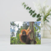 Carte Postale Tête rouge en Indonésie (Debout devant)