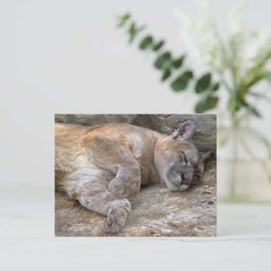 Carte Postale Tête somnolente (Debout devant)