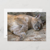 Carte Postale Tête somnolente (Devant / Derrière)