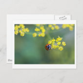 Carte Postale tête sur ladybug (Devant / Derrière)