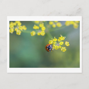 Carte Postale tête sur ladybug