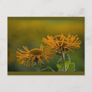 Carte Postale Têtes de fleurs orange Inula Orientalis CC0024