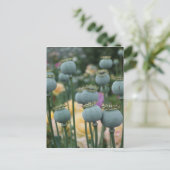 Carte postale Têtes de graines de pavot (Debout devant)