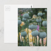 Carte postale Têtes de graines de pavot (Devant / Derrière)