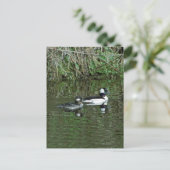 Carte Postale Têtes de lit - Canards de plongée (Debout devant)