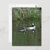 Carte Postale Têtes de lit - Canards de plongée (Devant / Derrière)