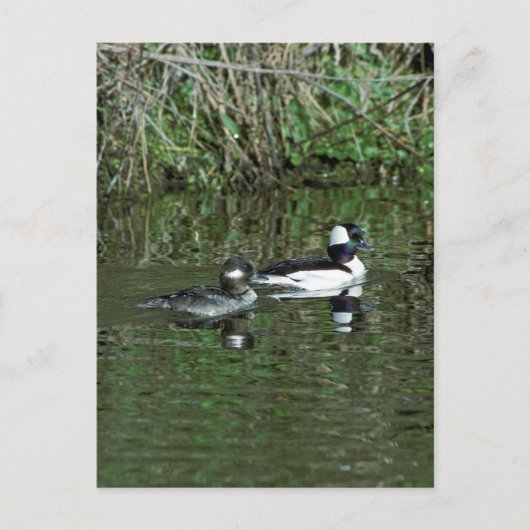 Carte Postale Têtes de lit - Canards de plongée (Devant)