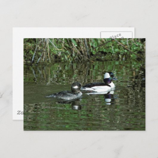 Carte Postale Têtes de lit - Canards de plongée (Devant / Derrière)