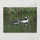 Carte Postale Têtes de lit - Canards de plongée (Devant)
