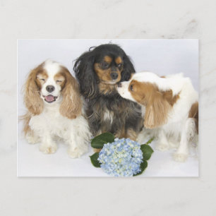 Carte Postale Têtes drôles Cavalier King Charles Spaniels