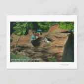 Carte Postale Têtes exposées dans les trous de noeud de séquoia  (Devant)
