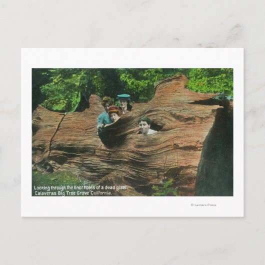 Carte Postale Têtes exposées dans les trous de noeud de séquoia  (Devant)