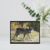 Carte postale "Tething" (Debout devant)