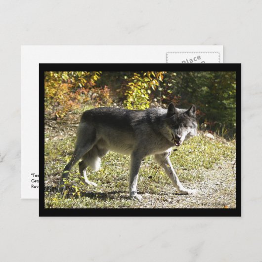 Carte postale "Tething" (Devant / Derrière)