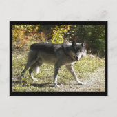 Carte postale "Tething" (Devant)