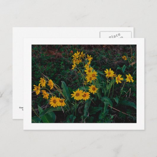 Carte Postale "Teton Balsamroot" (Devant / Derrière)