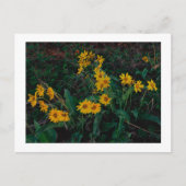 Carte Postale "Teton Balsamroot" (Devant)