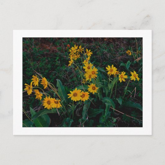 Carte Postale "Teton Balsamroot" (Devant)