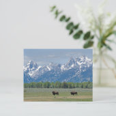 Carte postale Teton Buffalo (Debout devant)