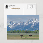 Carte postale Teton Buffalo (Devant / Derrière)
