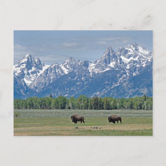 Carte postale Teton Buffalo (Devant)