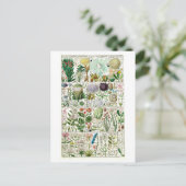 Carte Postale Tetrandia vintage - Diagramme végétal (Debout devant)