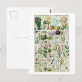 Carte Postale Tetrandia vintage - Diagramme végétal (Devant / Derrière)