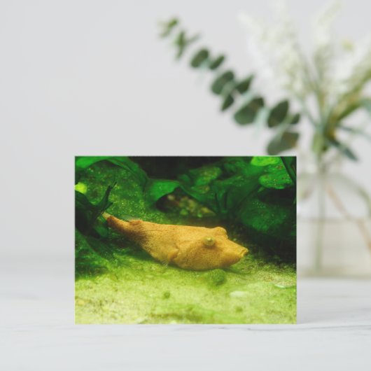 Carte Postale Tetraodon miurus (Debout devant)