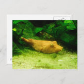 Carte Postale Tetraodon miurus (Devant / Derrière)