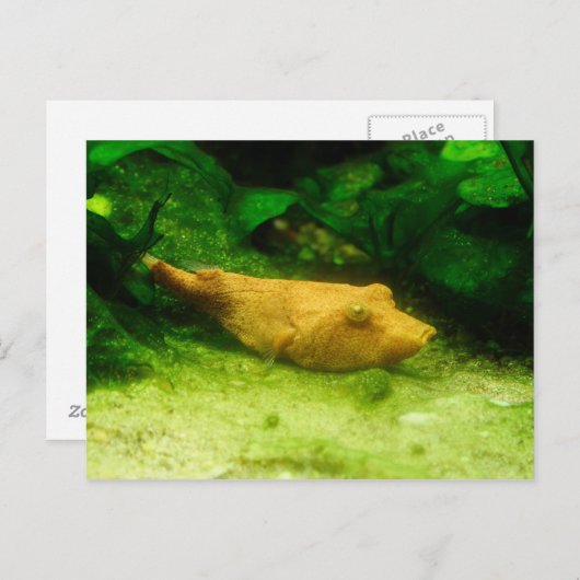 Carte Postale Tetraodon miurus (Devant / Derrière)