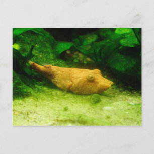 Carte Postale Tetraodon miurus
