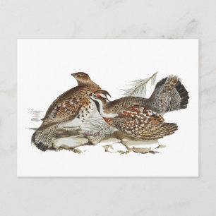 Carte Postale Tétras