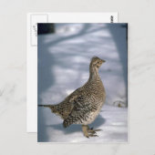 Carte Postale Tétras à queue fine (Devant / Derrière)